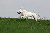 DOGUE ARGENTIN 384